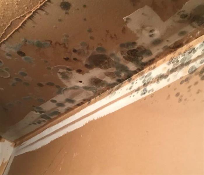 drywall with mold